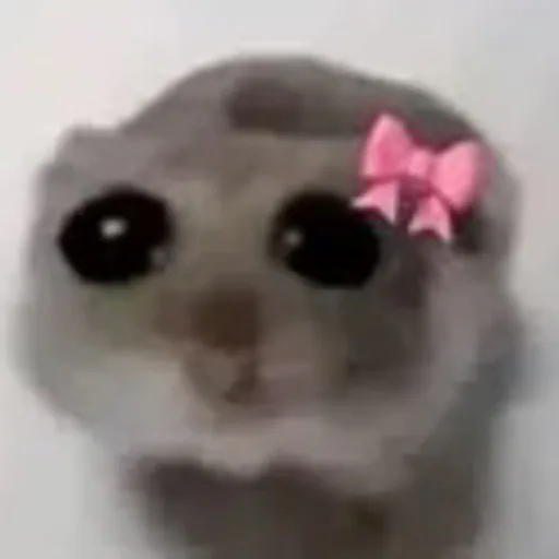 BabyHamster (baby) meme coin logo on Robinhood Chain