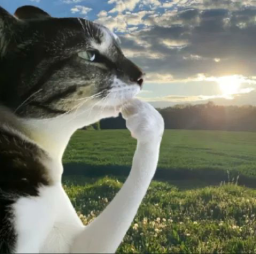 Thinking Cat (HMM) meme coin logo on Robinhood Chain