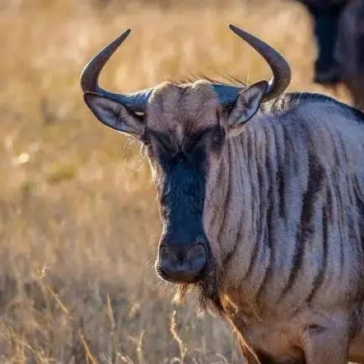 wildebeest (wildebeest) meme coin logo on Robinhood Chain