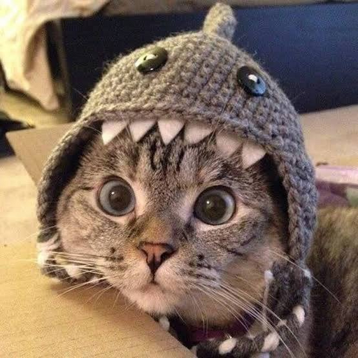 Shark Cat (SC) meme coin logo on Solana