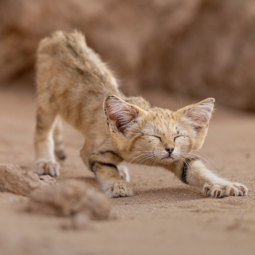 Sand Kitten (SNDK) meme coin logo on Solana