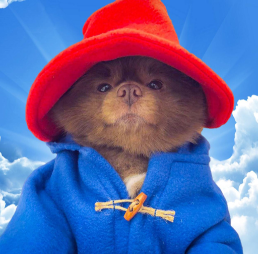 Bertram The Pomeranian (Bert) meme coin logo on Solana