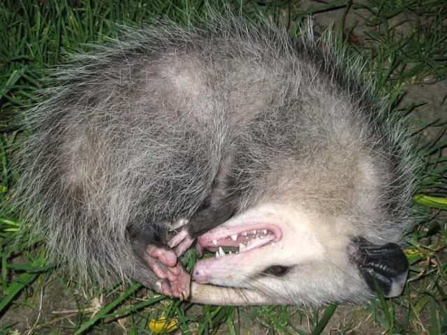 A real opossum lying on its side in the grass, mouth open, playing dead.