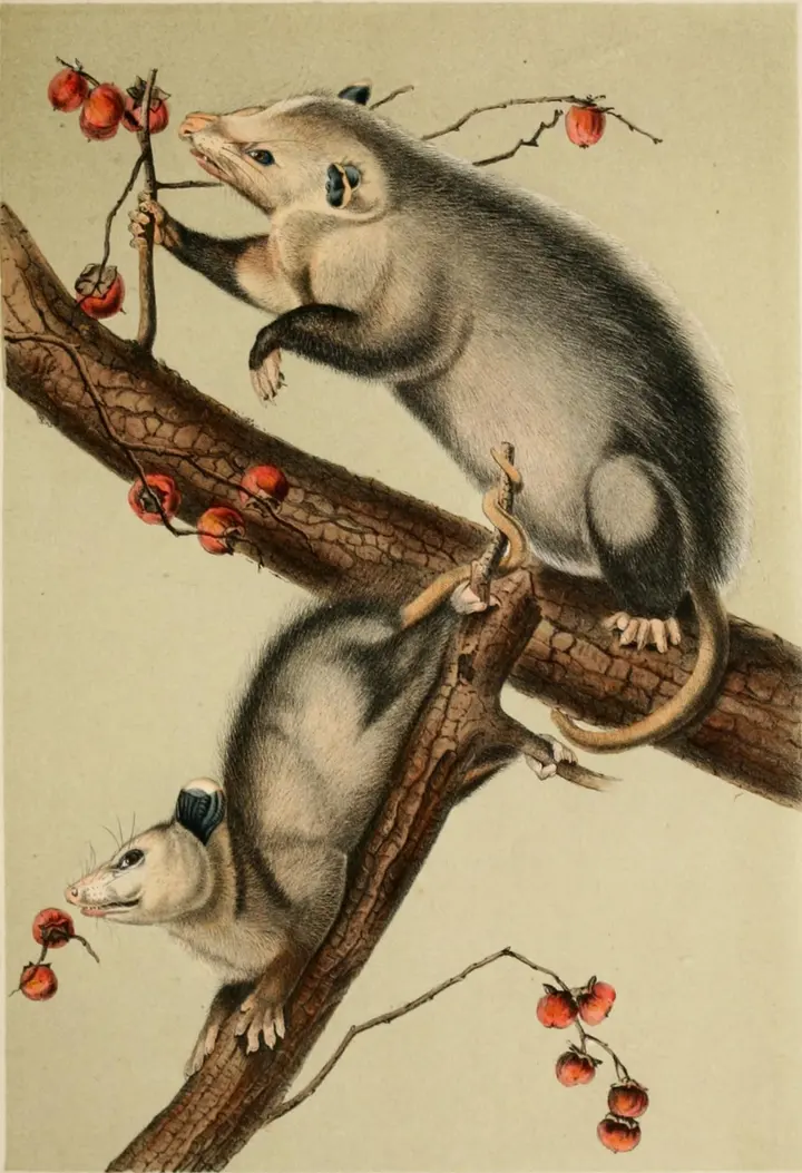 Hand-colored 1851 lithograph of two Virginia opossums on a persimmon branch.